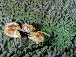 Spotted

Love the combination of red and green spots in... by Robin Bateman 